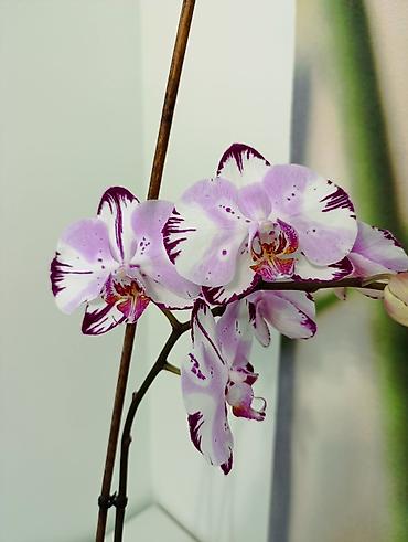 Кроссовки и спортивная обувь: Фаленопсис в горшкена всех вото 4 горшочных цветка. каждое растение по — 10