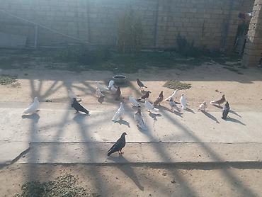 Животные: Salam tam sağlam quşlardır təcili satılır üst üstə 5 manatdan tək tək — 5