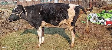 Коровы, быки: Продаю | Тёлка | Для разведения | Нетель — 13