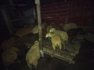 русская голубая кошка баку: Qoyun sürüsü satılır 19 dişi quzudu biri 185 AZN riyal alana cüzi