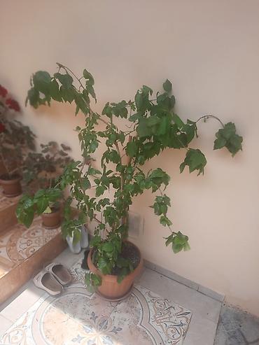 epimedium bitkisi satisi: Böyük ölçülü saksı bitkisi – hibiskus (Çin qızılgülü) - Növ: Hibiskus — 2
