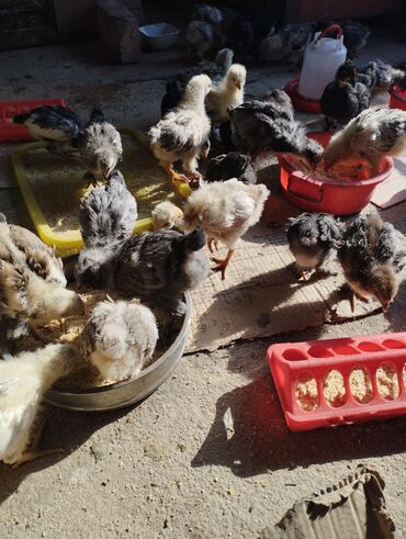 отходы для животных: Продаю | Цыплята