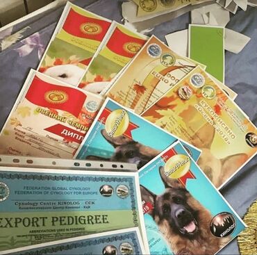 посуда для кошек: Кинолог Специалист по воспитанию и разведения собак. Оказание первой