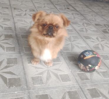 İtlər: Pekines, 9 ay, Erkek, Peyvəndli, Ünvandan götürmə