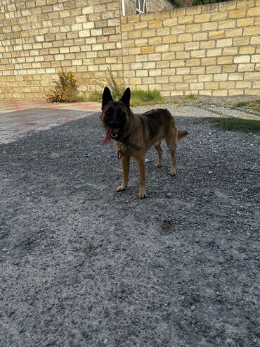 İtlər: Alman çoban iti, 1 ay, Erkek, Peyvəndli, Ödənişli çatdırılma — 11