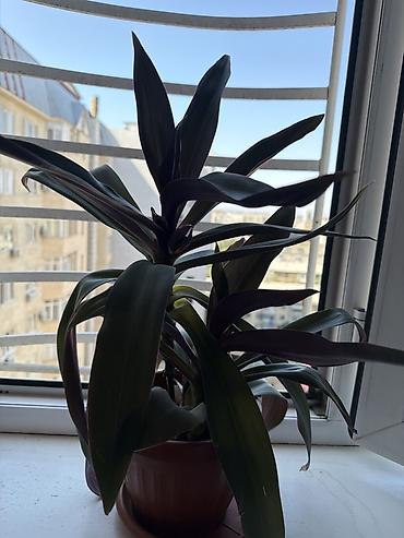 ayn: Комнатные растения в горшках 1) Эуфорбия Миля (Euphorbia milii — 2