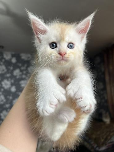 Продажа кошек: ✨ Эксклюзивные полидактильные мейн-куны ✨ Предлагаются к продаже — 1