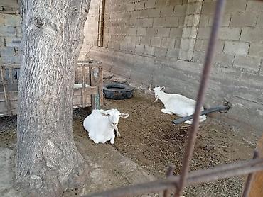 Козы, козлы: Продаю | Коза (самка) | Для молока | Племенные — 17