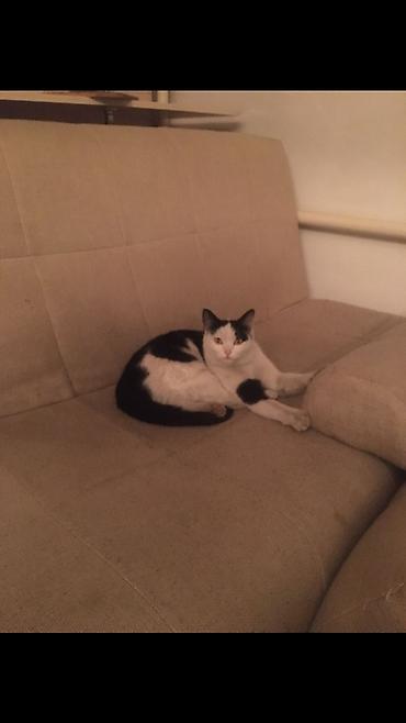 Отдам даром кошку: 1 год, Девочка — 5