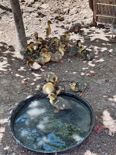 Inəklər, öküzlər: Dişi, | Lal ördək, Damazlıq, Ünvandan götürmə