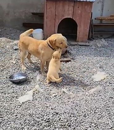 Labrador-retriver, 2 ay, Erkək lalafo.az -da Labrador-retriver, 2 ay, Erkək