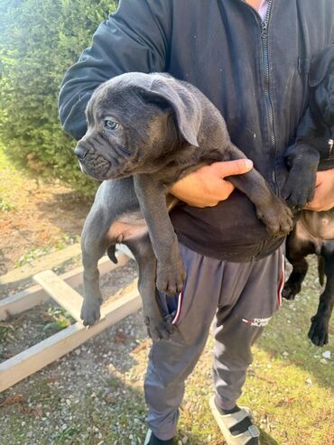 İtlər: Kane-Korso, 2 ay — 8