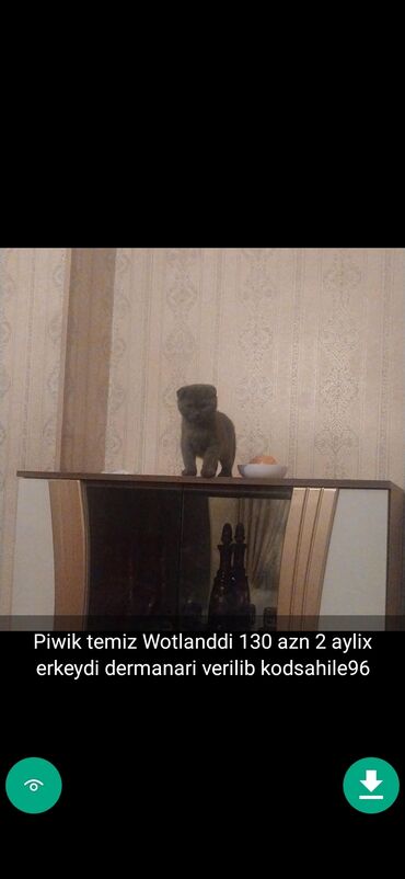 Pişiklər: Erkək, Ünvandan götürmə — 8