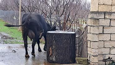 Inəklər, öküzlər: Dişi, Simental, il: 4, 650 kq — 10