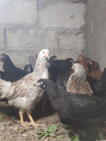 Cücələr: Toyuq cücələri, Ətlik — 2