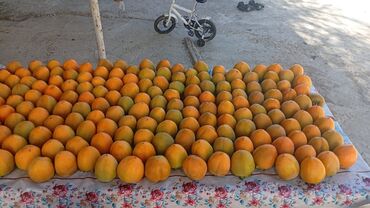 Tinglər: Xurma (persimmon) tingləri – torf komları ilə - Növ: şirin xurma — 4