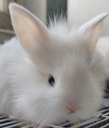 кролики бишкек: Прокат Для фотосессий Кролики декоративные аренда прокат для