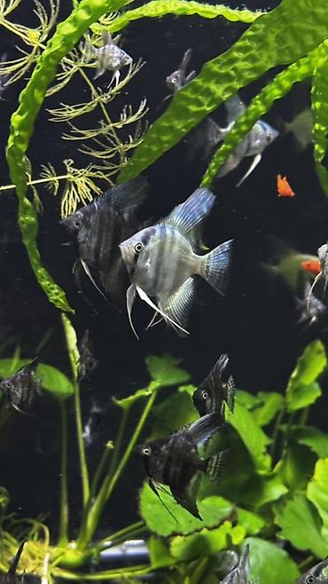 пруд для рыбы: Скалярии (Pterophyllum) — молодь и подросшие особи различных окрасов — 3
