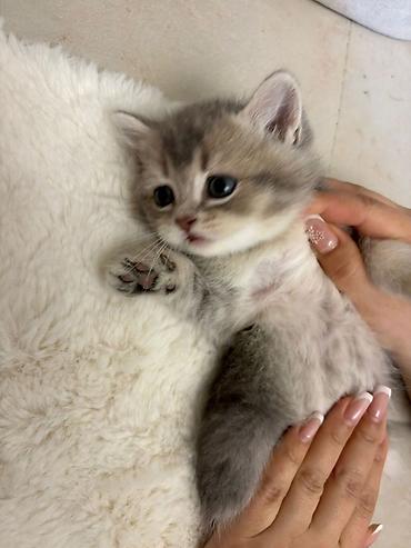 Pişiklər: Britan, Erkək, Dişi, Yaxşı əllərə, Pulsuz çatdırılma — 6