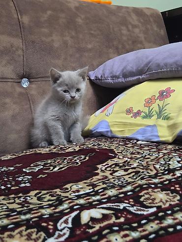 Кошки: Шотландская, В добрые руки — 3