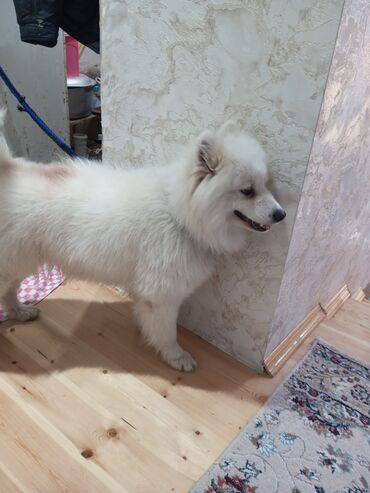 dalmatin iti: Samoyed, 6 ay, Dişi, Peyvəndli, Ünvandan götürmə