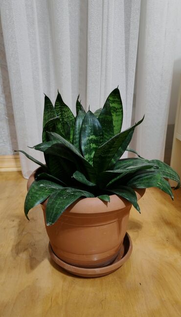 kala gülüne qulluq: Dibçək gülü