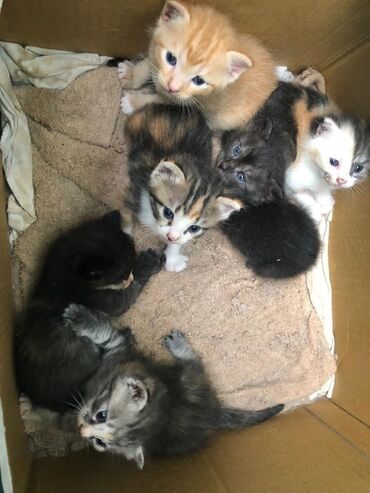 кот каракол: Ищут дом очаровательные малыши (возраст … недель). Котята здоровые