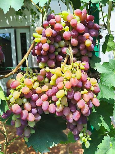 Виноград: Продаются саженцы. Сорт супер вкусного и большого винограда. Ризомат — 7