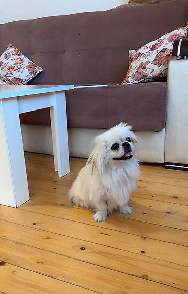 Pekines, 9 ay, Dişi, Peyvəndli, Ödənişli çatdırılma