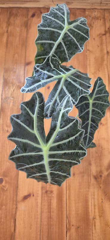 yaz gulleri sekilleri: Alocasia Polly. Böyük ölçü. 2 köklü. Bazar günü metro üstüne çatdırıla — 5