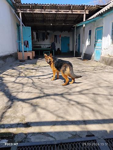 Продажа собак: Немецкая овчарка - Порода: немецкая овчарка (чёрно-рыжий окрас — 2