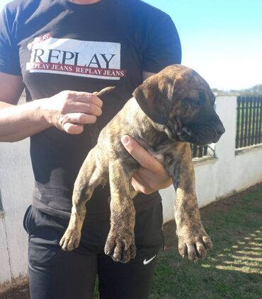 Psi: Presa Canario štenci na prodaju, stari mesec i po dana. Vakcinisani — 7