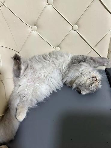 мышык кара балта: Британские короткошёрстные кошки, окрас лиловый (British Shorthair — 6