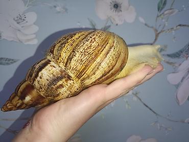 купить ежа: Африканские гигантские улитки Ахатина (вероятно, fulica) — крупные — 5