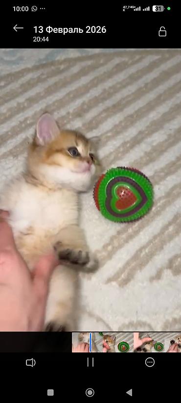 Pişiklər: Qızıl şinşilla, Erkək — 1