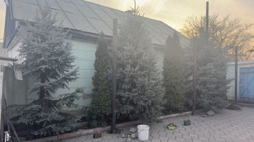 Декоративные деревья: Саженцы деревьев: Ели, Самовывоз — 3