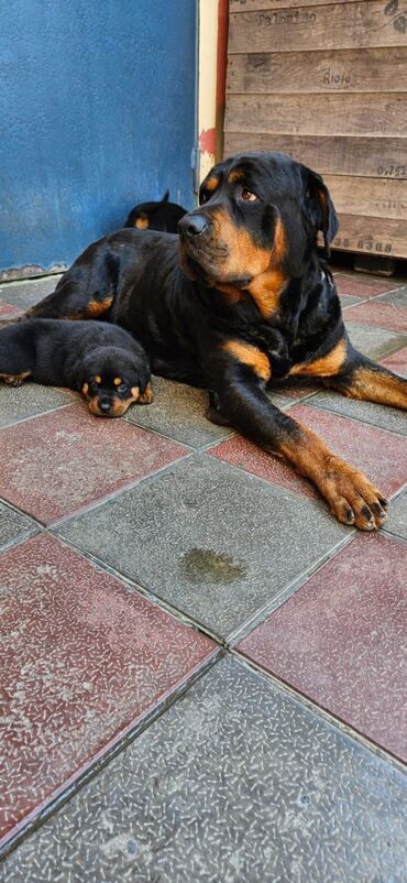 İtlər: Rotveyler, 1 ay, Erkek