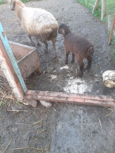 Qoyunlar, qoçlar: 470 deylir riyal alcıyna razlaşmaq olar zəngin vurun — 6