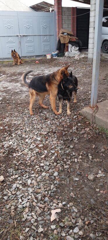 Продажа собак: Продаю восточной европейские овчарки самка и кобель по 3,5 года щенок — 3