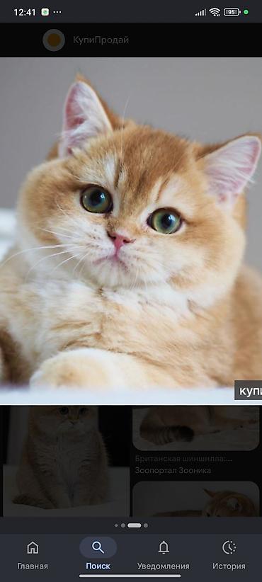 Возьму в дар британского котенка.дадим дом уход и любовь at lalafo.kg Возьму в дар британского котенка.дадим дом уход и любовь