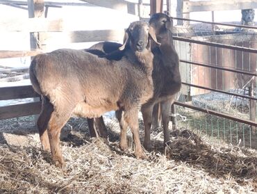 Бараны, овцы: Продаю | Овца (самка) — 11