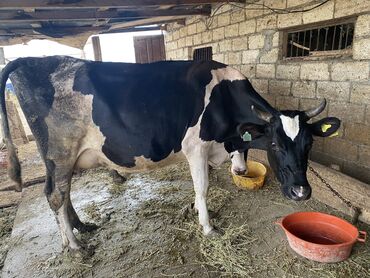 sudluk inekler v Azərbaycan | İnəklər, camışlar: Holstein cinsi( süd veran inaklardir ) inaklar cavan heyvanlardir Qara