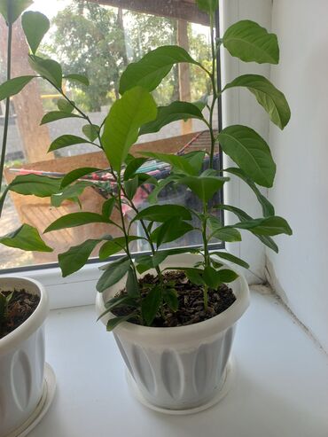 Другие комнатные растения: Молодой саженец лимона, выращенный в домашних условиях. Растение имеет at lalafo.kg — 3 Другие комнатные растения: Молодой саженец лимона, выращенный в домашних условиях. Растение имеет — 3