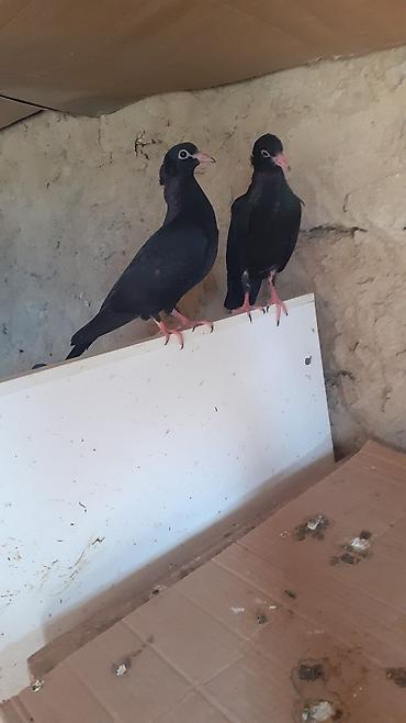 Heyvanlar: Bir cut rasiya sortu qara kekilli aq dimdik balalar satilir.qiymeti 30 — 5
