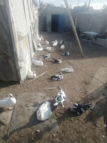 çöl ördəyi: 35 ədən lal ördək hamısı birlikdə 550 azn coxsu iridir