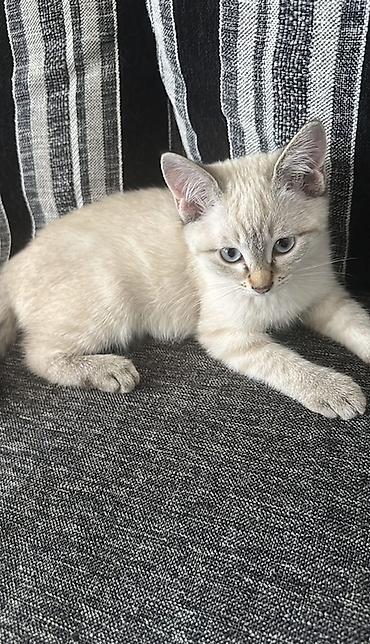 3 месяца, Мальчик, Приучена к лотку at lalafo.kg 3 месяца, Мальчик, Приучена к лотку