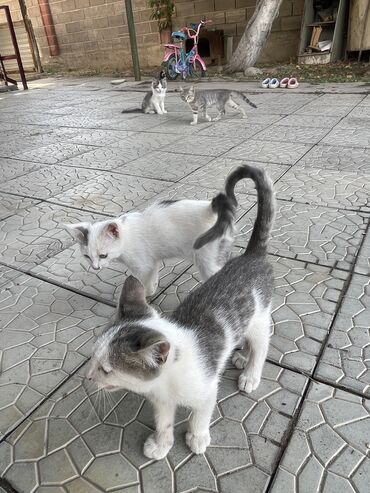 переноски для кошек: Кошка даром: Беспородная, 2 месяца, Мальчик