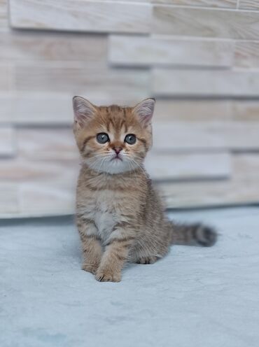 кошка домик: Скотиш Страйт (Шотландская прямоухая), 2 месяца, Мальчик, Приучена к лотку, Проглистована
