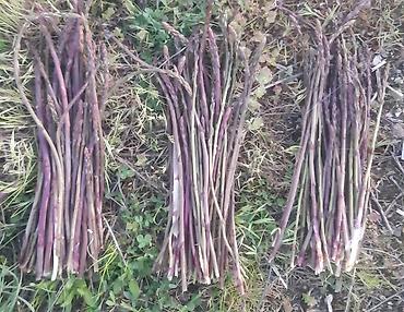 kənd məhsulları: Məhsul: Təbii yığılan yabanı quşqonmaz (asparagus) dəstələri Salam — 2