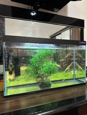 akvarium balıqlarının satışı: Hazir akvarium Arxa fon 2 wekil Filter Qizdirici Iwiq 15-20 eded quppi